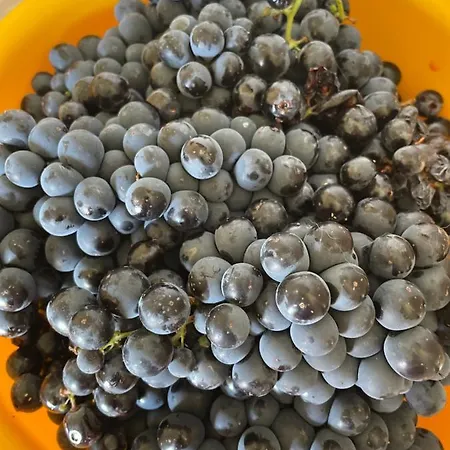 Hébergement de vacances My Grandmas A Casa Avos